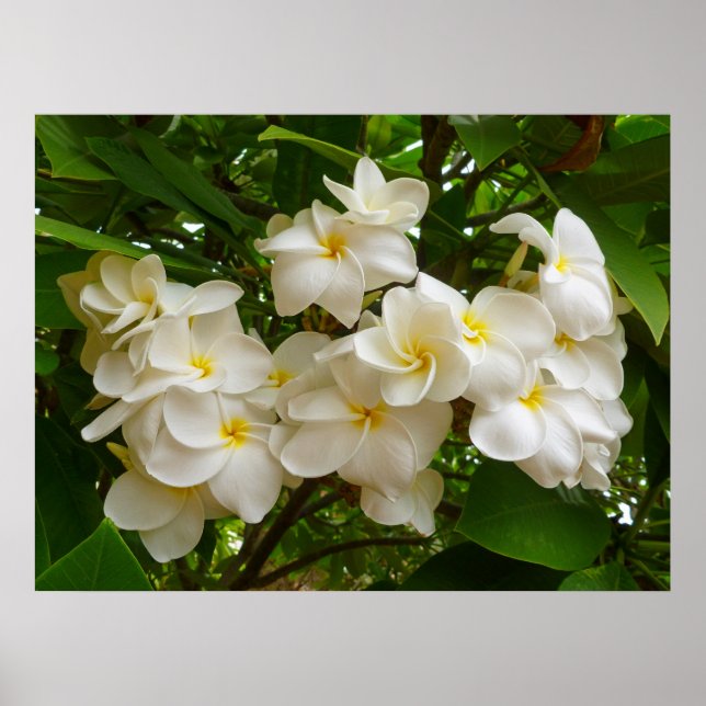 Hawaiian Frangipani Poster (Framsidan)