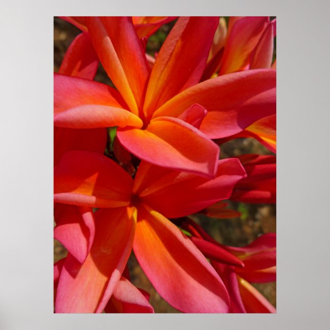 Hawaiian Frangipani Poster (Framsidan)