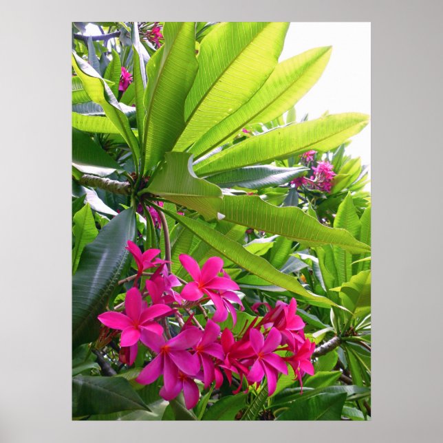 Hawaiian Frangipani Poster (Framsidan)