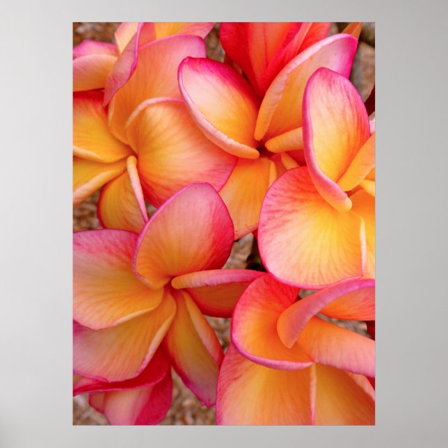 Hawaiian Frangipani Poster (Framsidan)