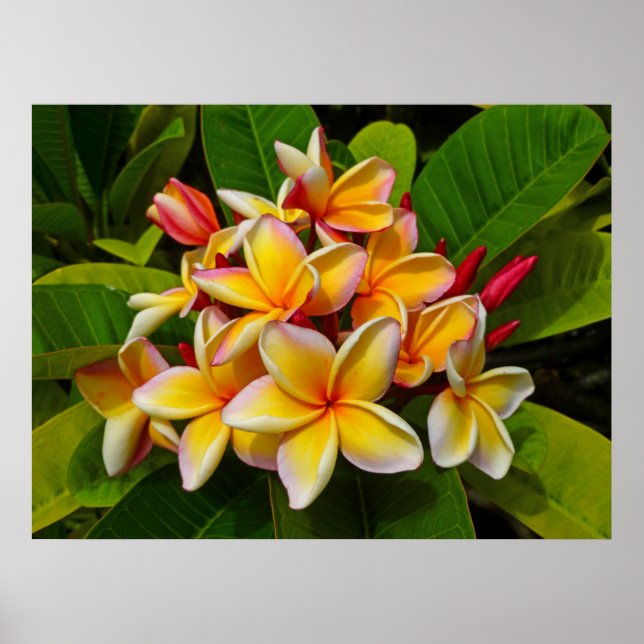 Hawaiian Frangipani Poster (Framsidan)