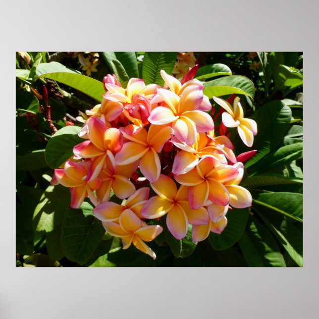 Hawaiian Frangipani Poster (Framsidan)