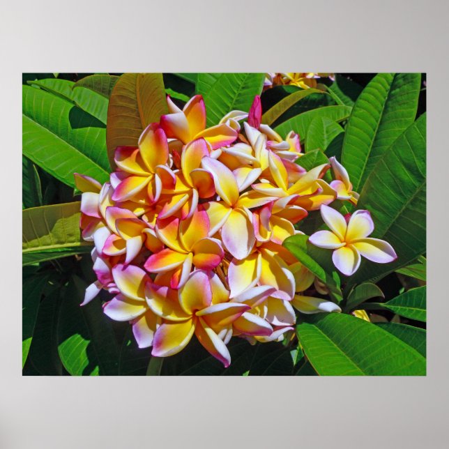 Hawaiian Frangipani Poster (Framsidan)