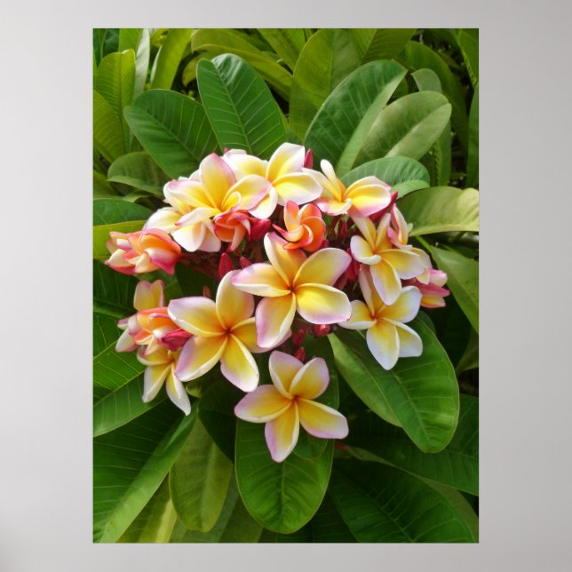 Hawaiian Frangipani Poster (Framsidan)