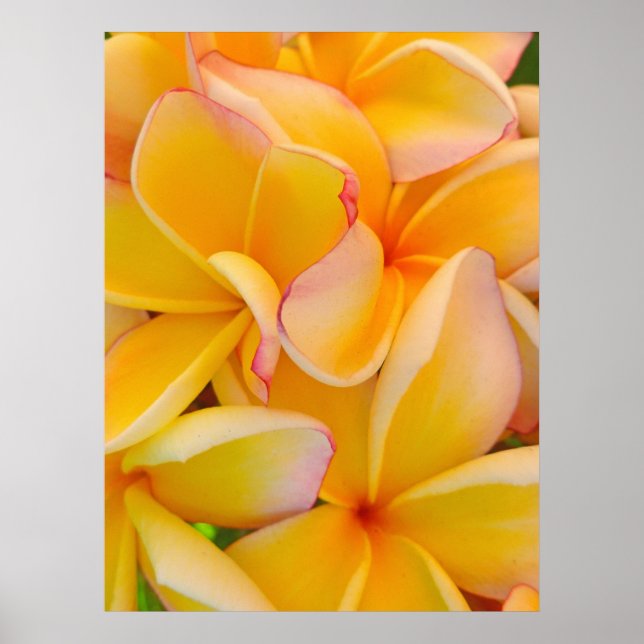 Hawaiian Frangipani Poster (Framsidan)