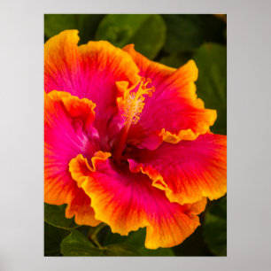 Hawaiian Fuchsia och Orange Hibiscus Poster
