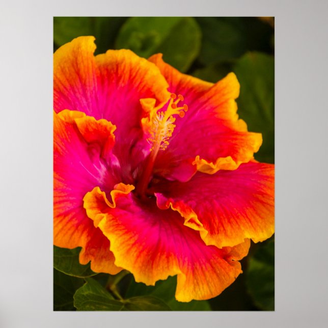 Hawaiian Fuchsia och Orange Hibiscus Poster (Framsidan)