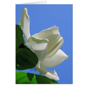 Hawaiian Gardenia Hälsningskort