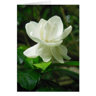 Hawaiian Gardenia Hälsningskort