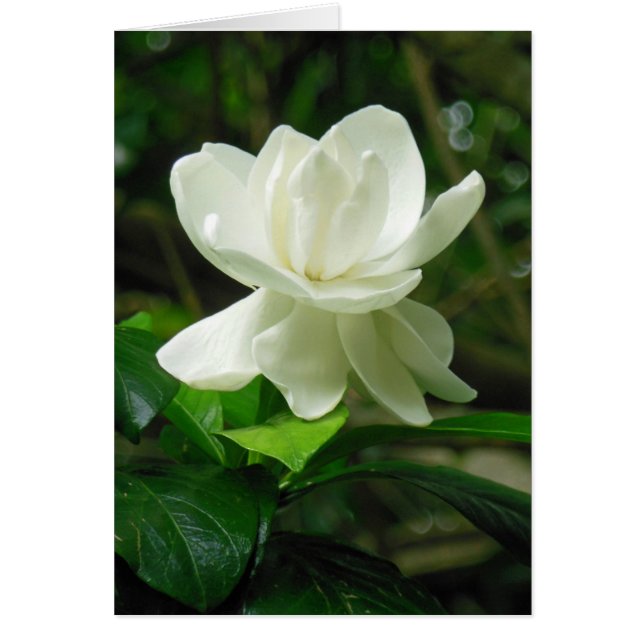 Hawaiian Gardenia Hälsningskort (Framsidan)