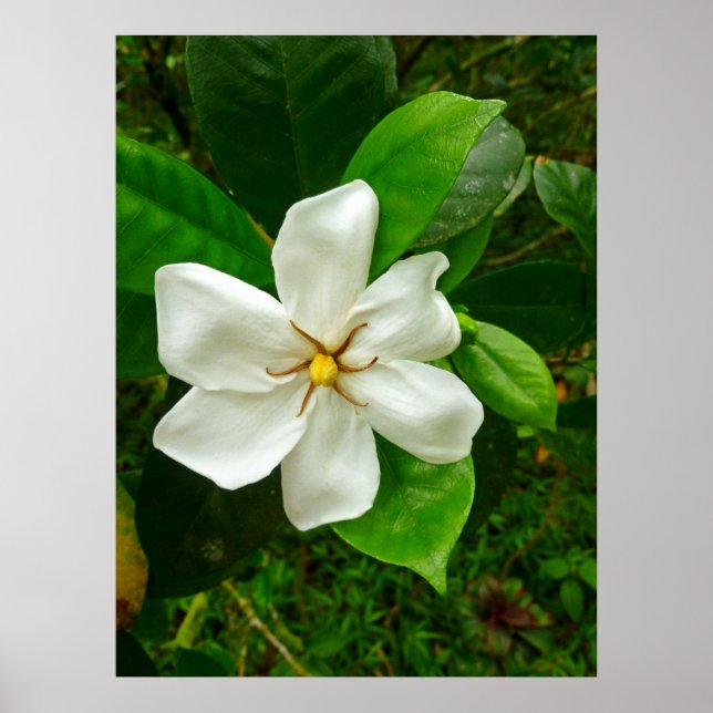 Hawaiian Gardenia Poster (Framsidan)
