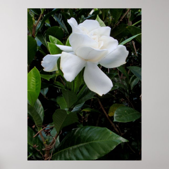 Hawaiian Gardenia Poster (Framsidan)