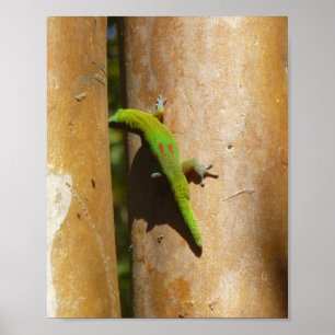 Hawaiian gecko på guava träd poster