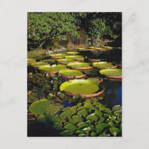 Hawaiian Giant Lily Dynors Vykort
