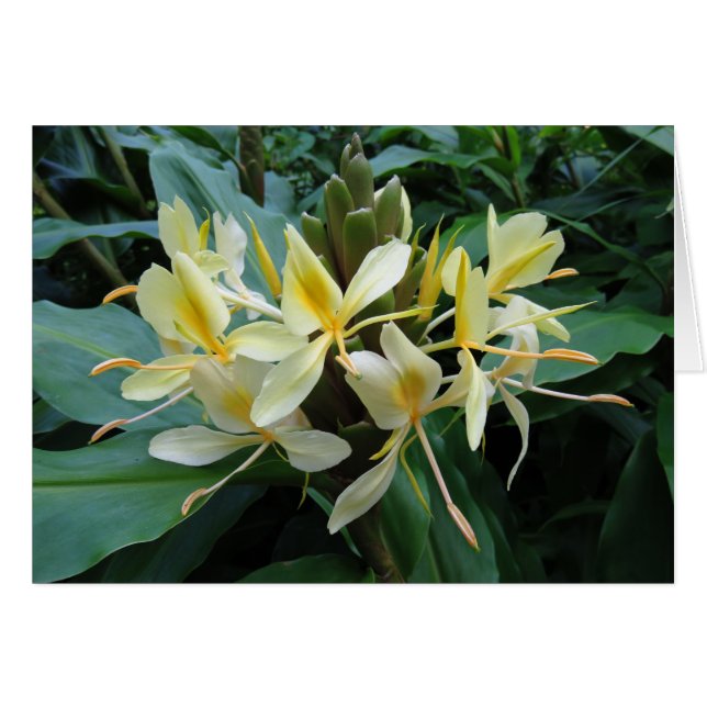Hawaiian Ginger Hälsningskort (Framsidan Horizontal)