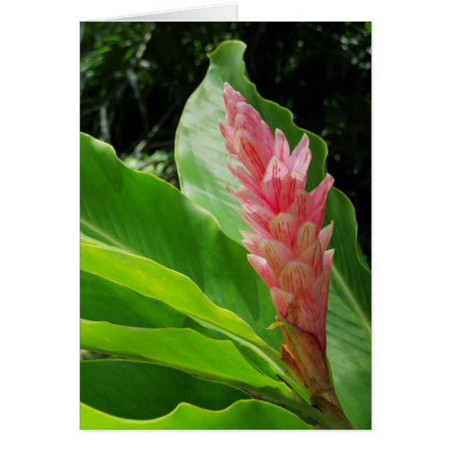 Hawaiian Ginger Hälsningskort (Framsidan)