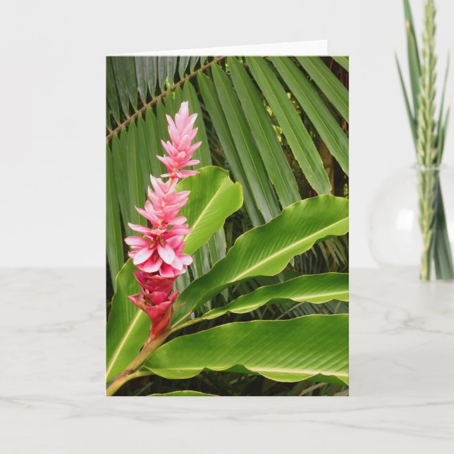 Hawaiian Ginger Kort (Framsida)
