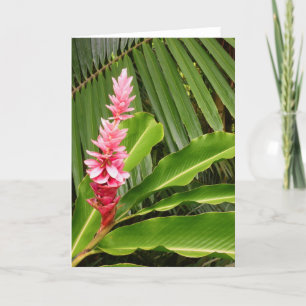 Hawaiian Ginger Kort