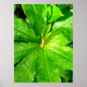 Hawaiian Ginger Plant Poster
