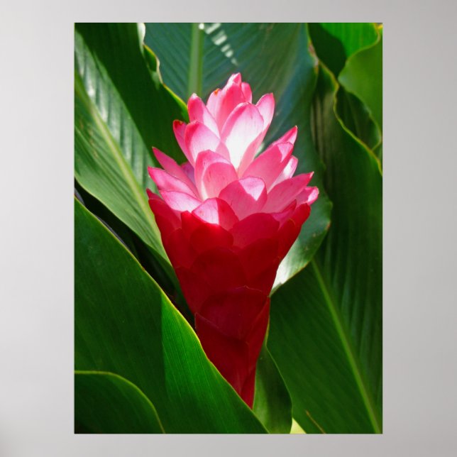Hawaiian Ginger Poster (Framsidan)