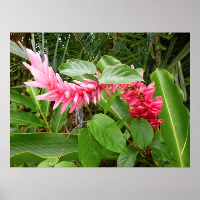 Hawaiian Ginger Poster (Framsidan)