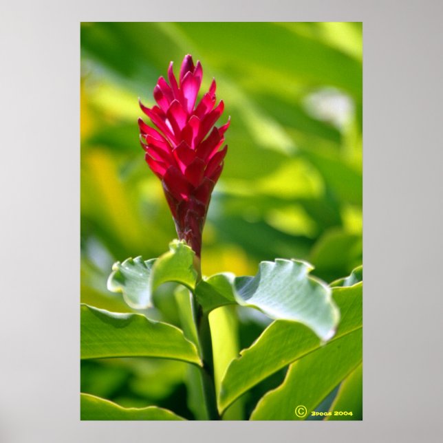 Hawaiian Ginger Poster (Framsidan)
