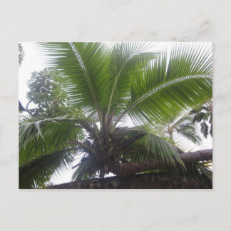Hawaiian Handflatan Träd Close Vykort