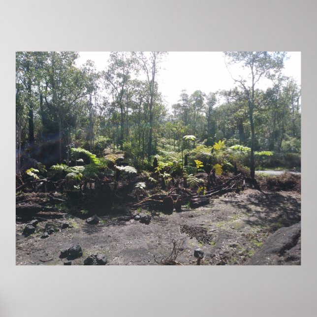 HAWAIIAN HAPUU FERNS POSTER (Framsidan)