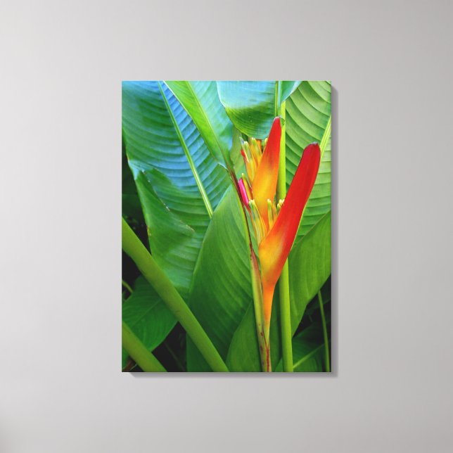 Hawaiian Heliconia Canvastryck (Framsida)