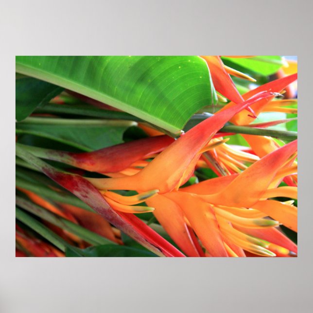 Hawaiian Heliconia Flowers Poster (Framsidan)
