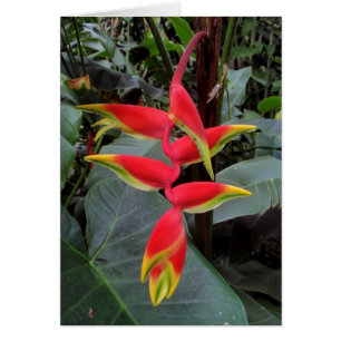 Hawaiian Heliconia Hälsningskort