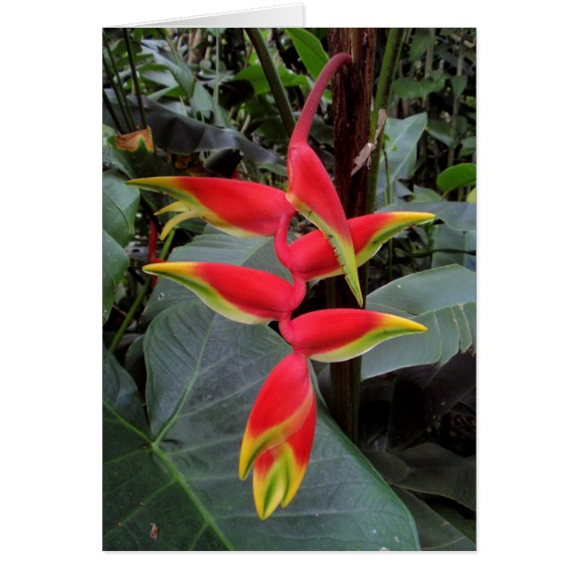 Hawaiian Heliconia Hälsningskort (Framsidan)