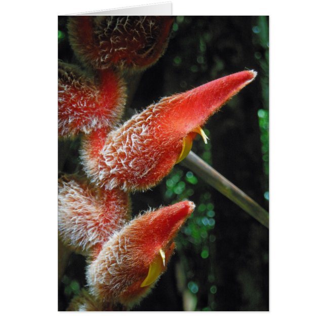 Hawaiian Heliconia Hälsningskort (Framsidan)