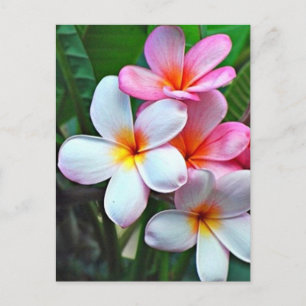 Hawaiian Hibiscus Flower vycard Vykort