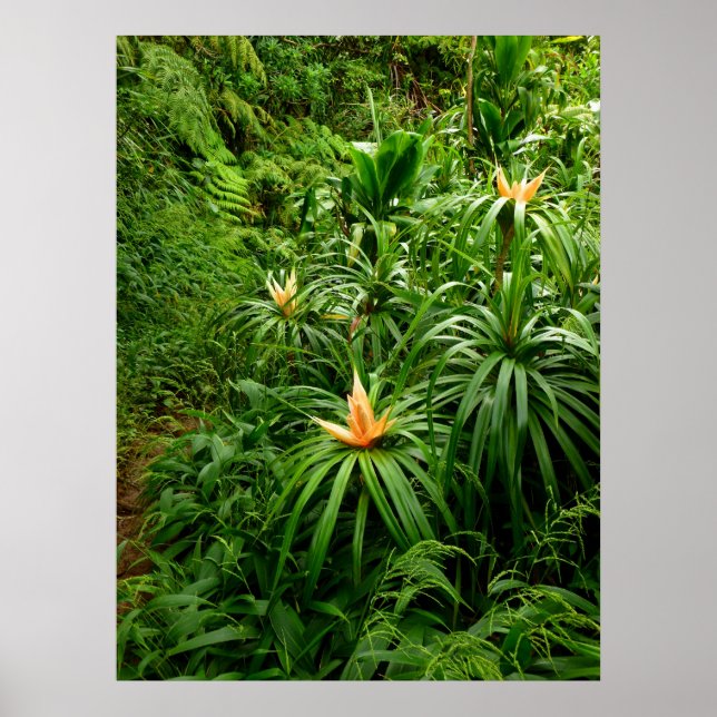 Hawaiian Hiking Trail Poster (Framsidan)