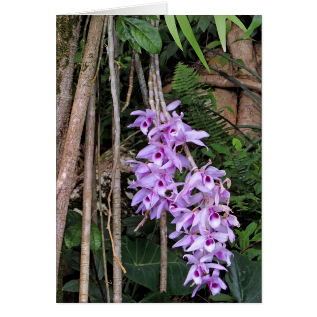 Hawaiian Honohono Orchids Hälsningskort (Framsidan)
