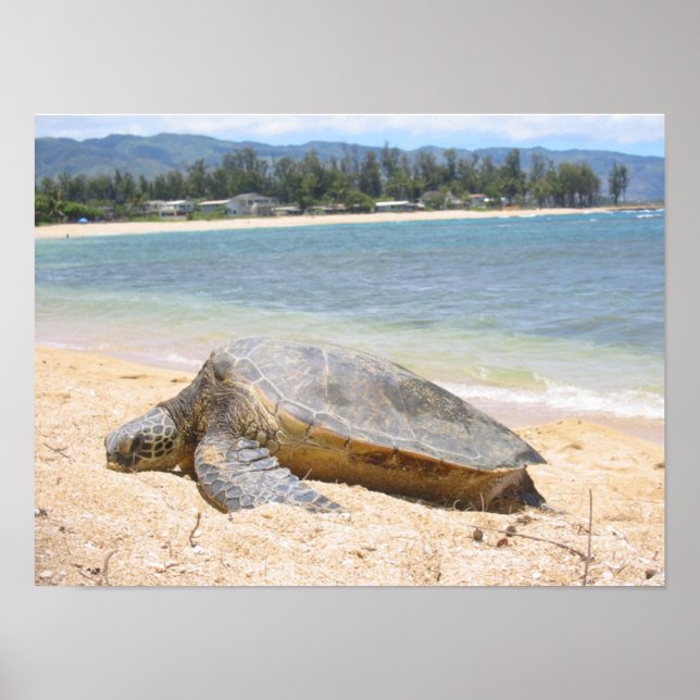 Hawaiian Honu Poster (Framsidan)