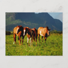 Hawaiian Horses Vykort