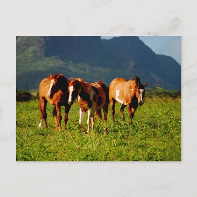 Hawaiian Horses Vykort (Framsida)