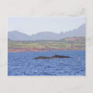 Hawaiian Humpback Whales Vykort