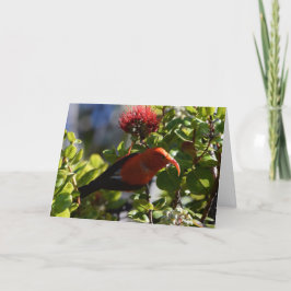 Hawaiian 'I'iwi'i Kort