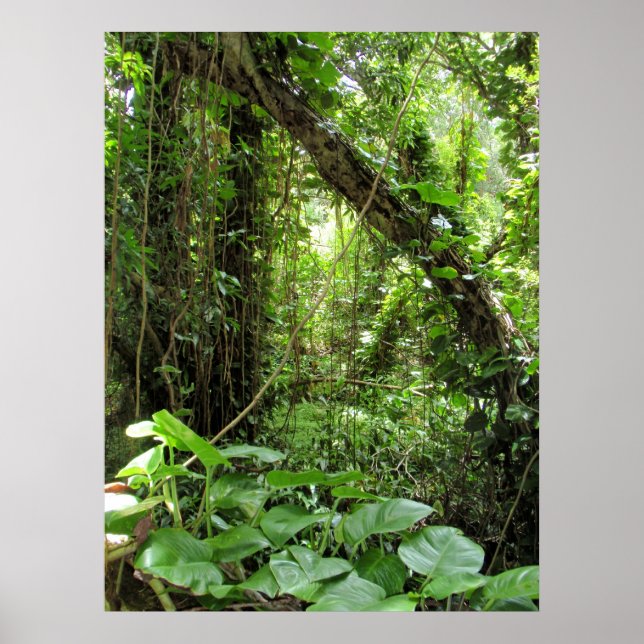 Hawaiian Jungle Poster (Framsidan)