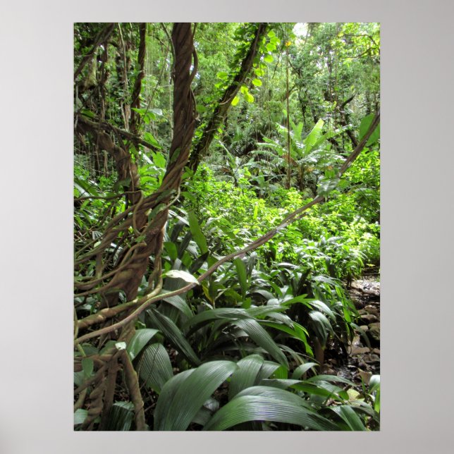 Hawaiian Jungle Vines Poster (Framsidan)