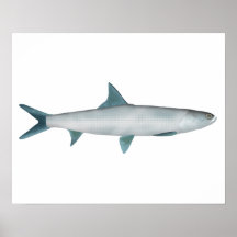 Hawaiian Ladyfish