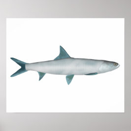 Hawaiian Ladyfish Poster