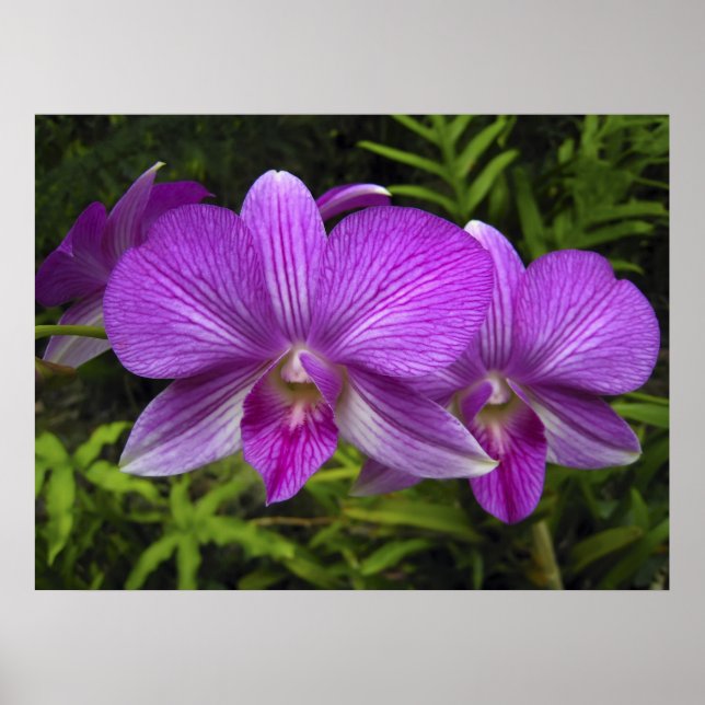 HAWAIIAN LILA ORCHID POSTER (Framsidan)