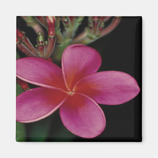 Hawaiian Magnet (Framsidan)