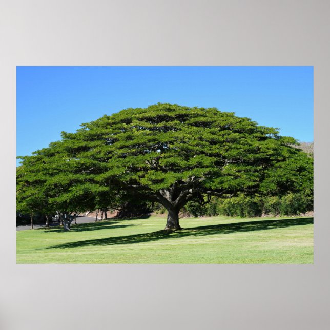 Hawaiian Majestic Träd Poster (Framsidan)