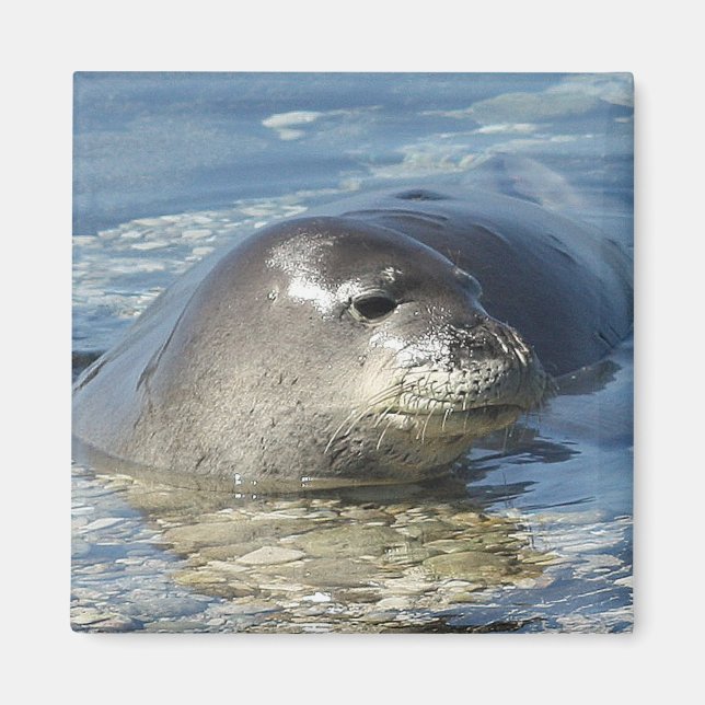 Hawaiian Munk Seal Magnet (Framsidan)