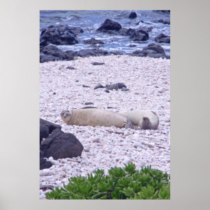 Hawaiian Munk Seal Poster